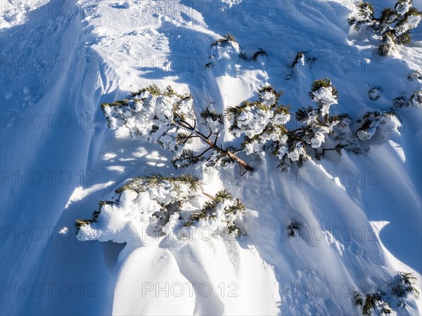 Snow-covered mountain pine