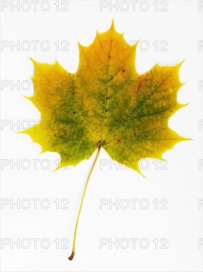 Autumnally discoloured maple