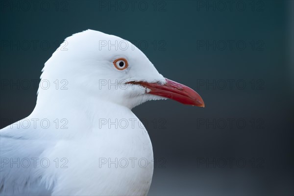 Silver gull