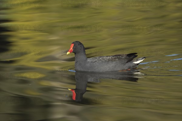 Dusky moorhen