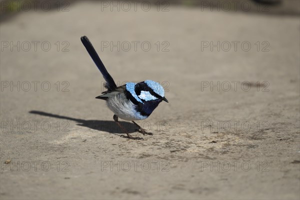 Superb fairy-wren