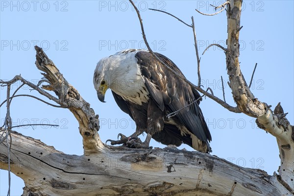 African fish eagle