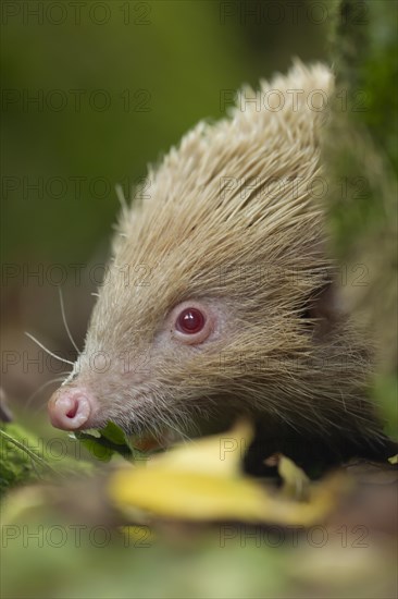 European Hedgehog