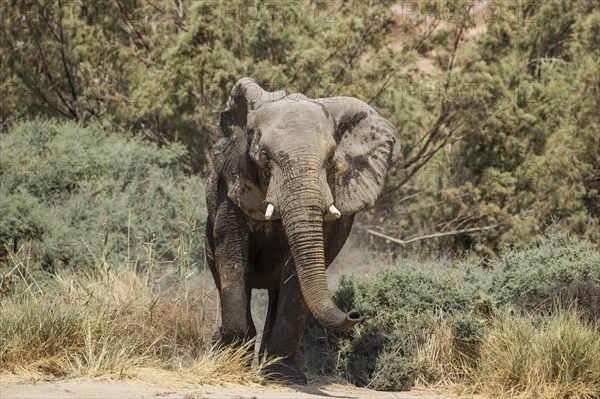 African Elephant