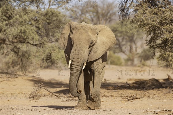 African Elephant