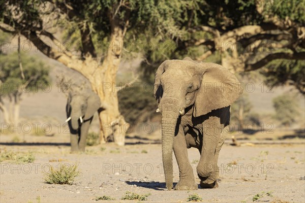 African Elephant