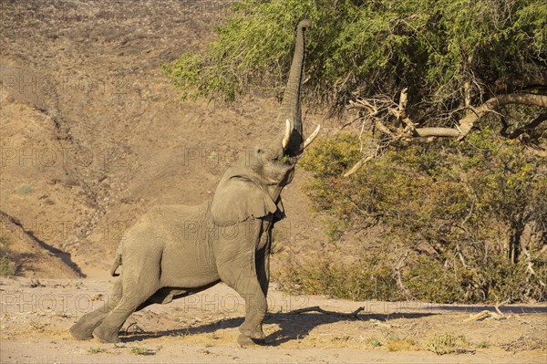 African Elephant