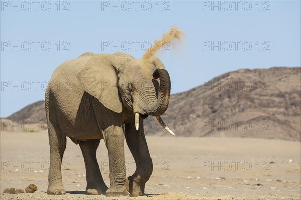 African Elephant