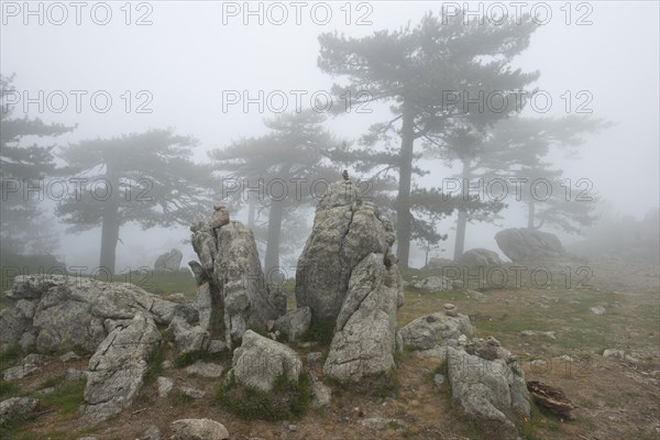 European black pines