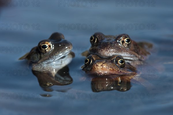 Common frog