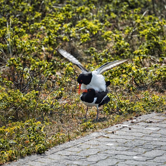 Eurasian oystercatcher