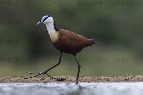 African jacana