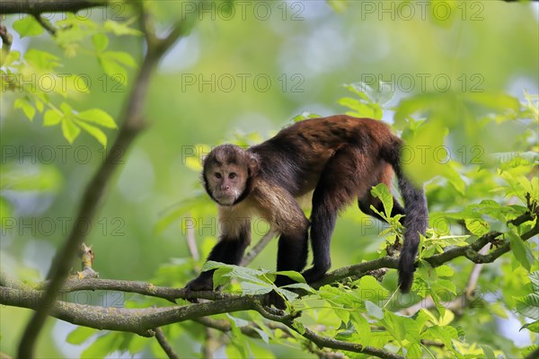 Golden-bellied capuchin