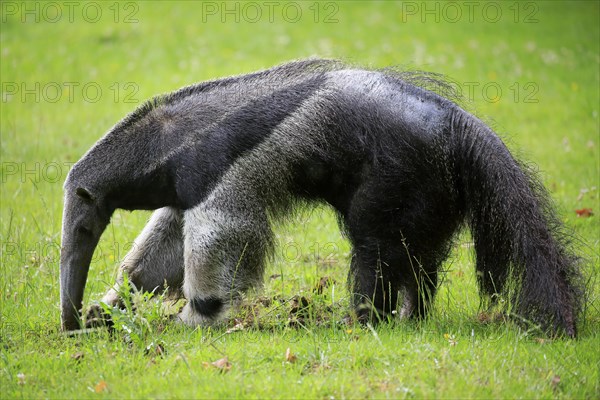 Giant anteater