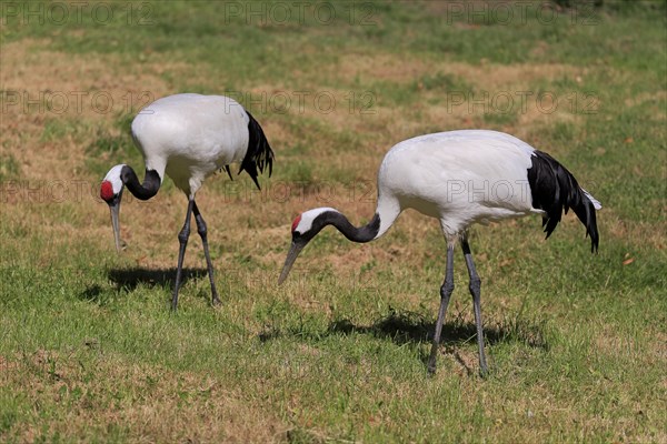 Red-crowned crane