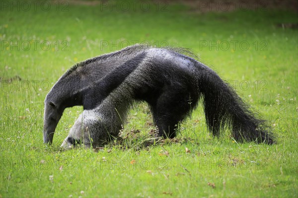 Giant anteater