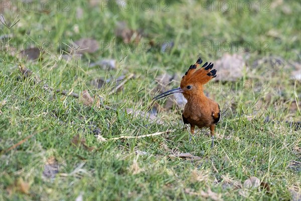 African Hoopoe