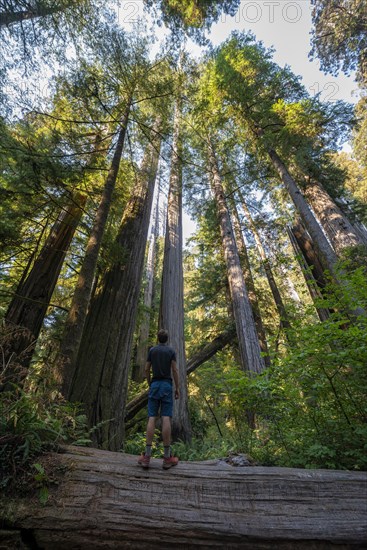 Young man standing on a fallen redwood