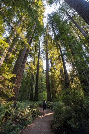 Hiker on trail through forest with coast redwoods