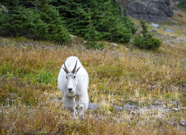 Mountain goat