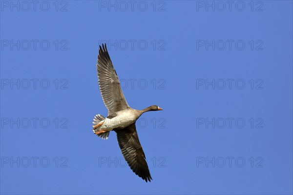 Greater white-fronted goose