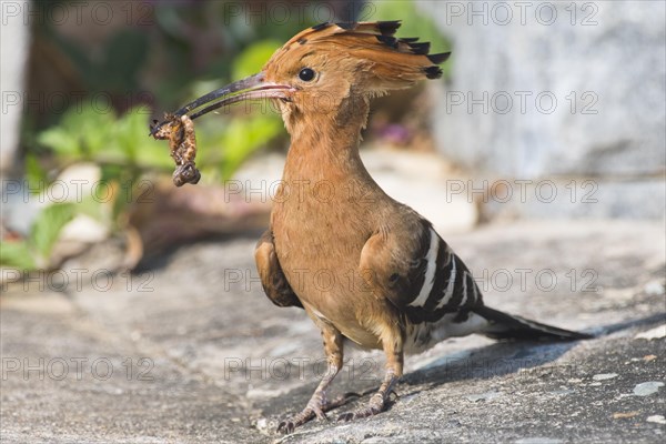 Hoopoe