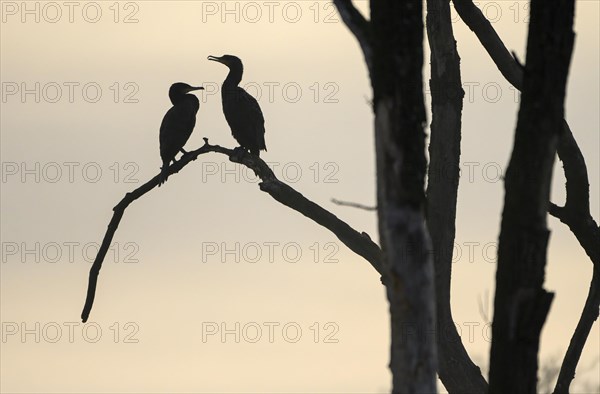 Great cormorant