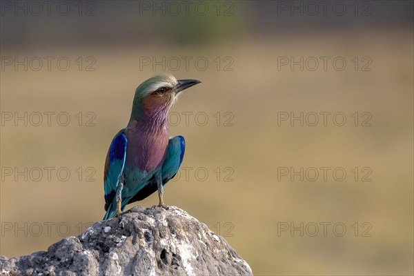 Lilac breasted roller