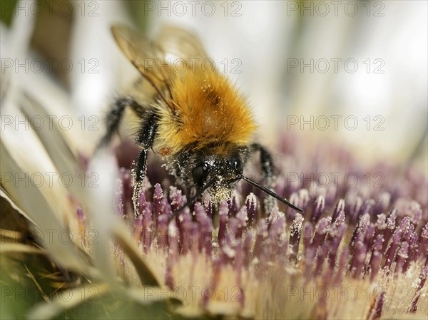 Common carder-bee