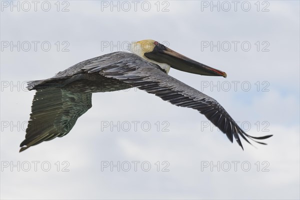 Brown pelican