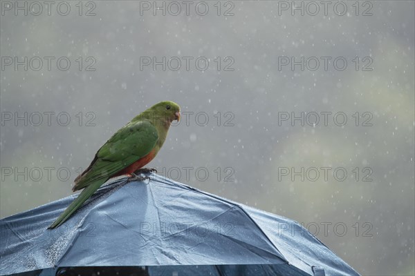 Australian king parrot