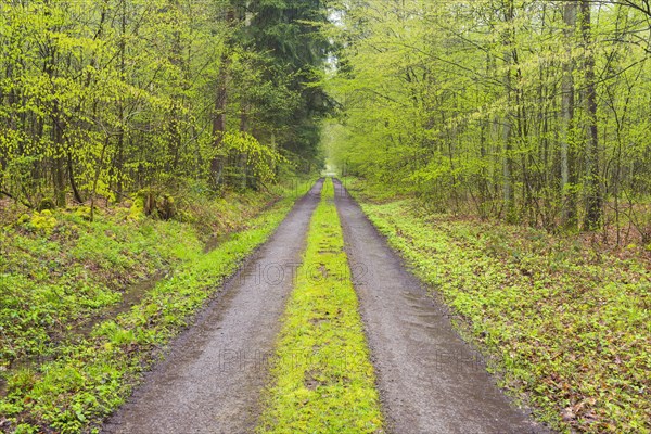 Forest path after rain in spring