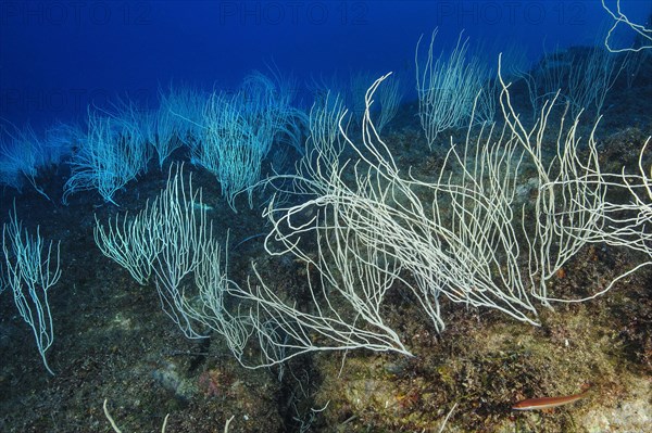 Colony of horn coral white gorgonian