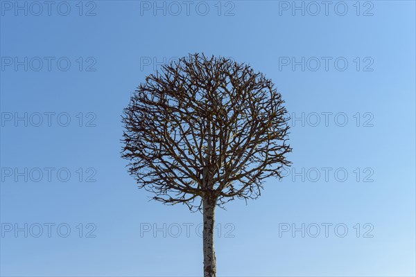 Tree cut as globe in shape