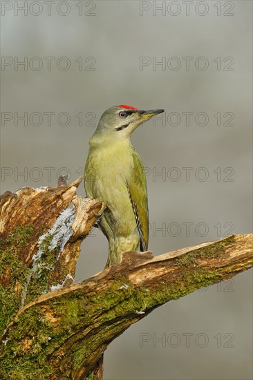 Grey-headed woodpecker