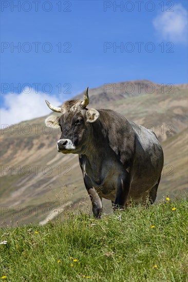 Cows on the alpine pasture in Rofental