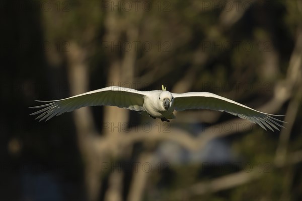 Sulphur-crested cockatoo