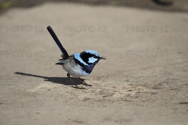 Superb fairy-wren