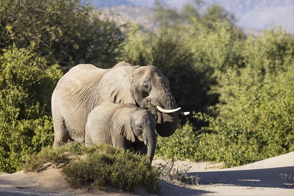 African Elephant