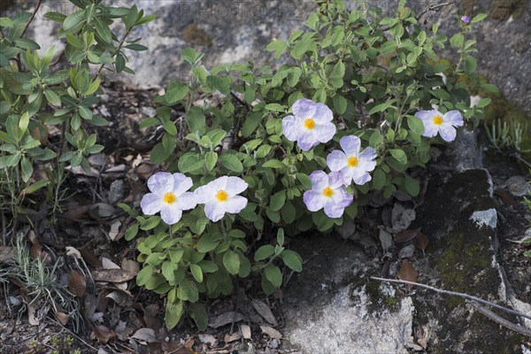 Rockrose