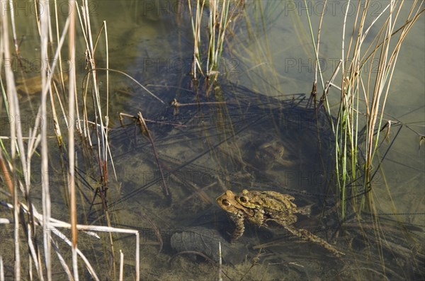 Common toad