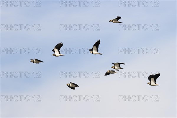 Northern lapwing