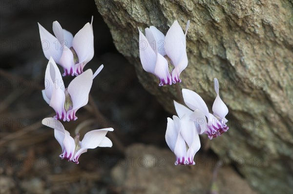 Anatolian violet