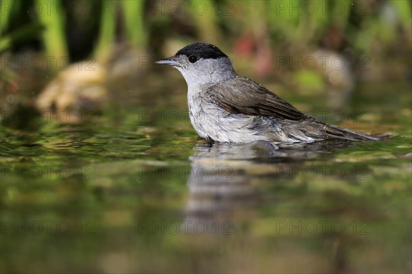 Blackcap