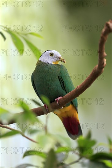 Black-naped fruit dove