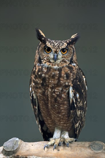 Turkmen Eagle Owl