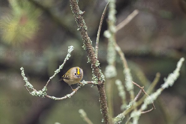 Goldcrest