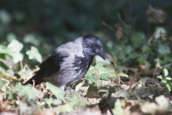 Carrion crow