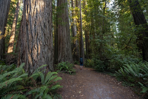 Hiker on trail through forest with coast redwoods