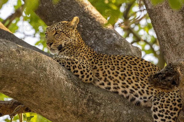 African leopard